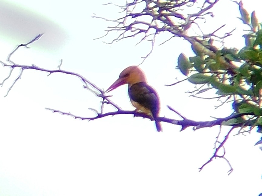 Brown-winged Kingfisher - ML641380860