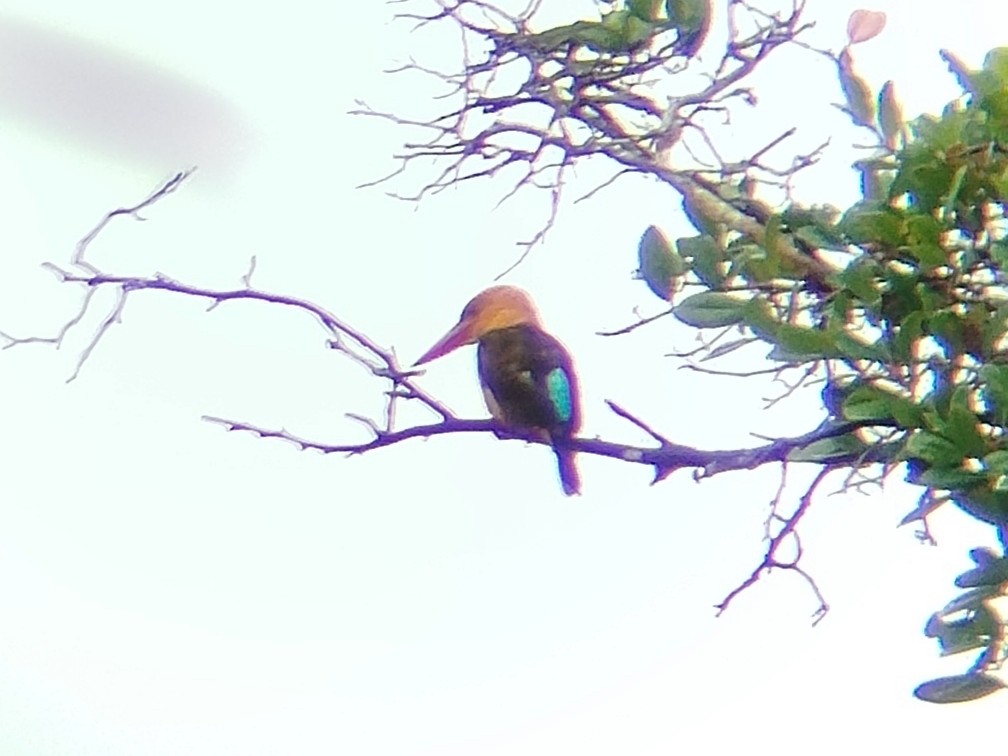 Brown-winged Kingfisher - ML641380861