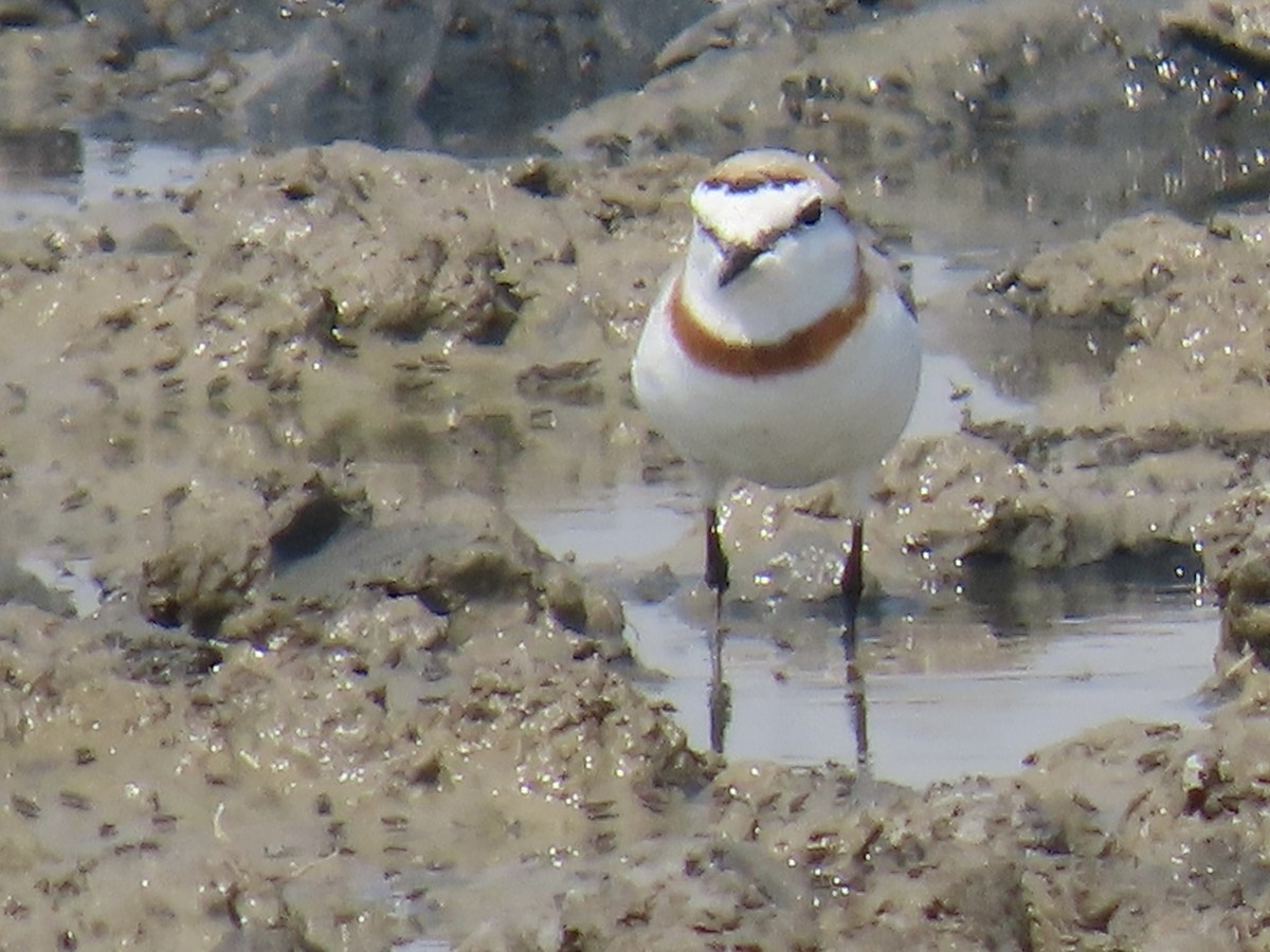 Chestnut-banded Plover - ML641380879