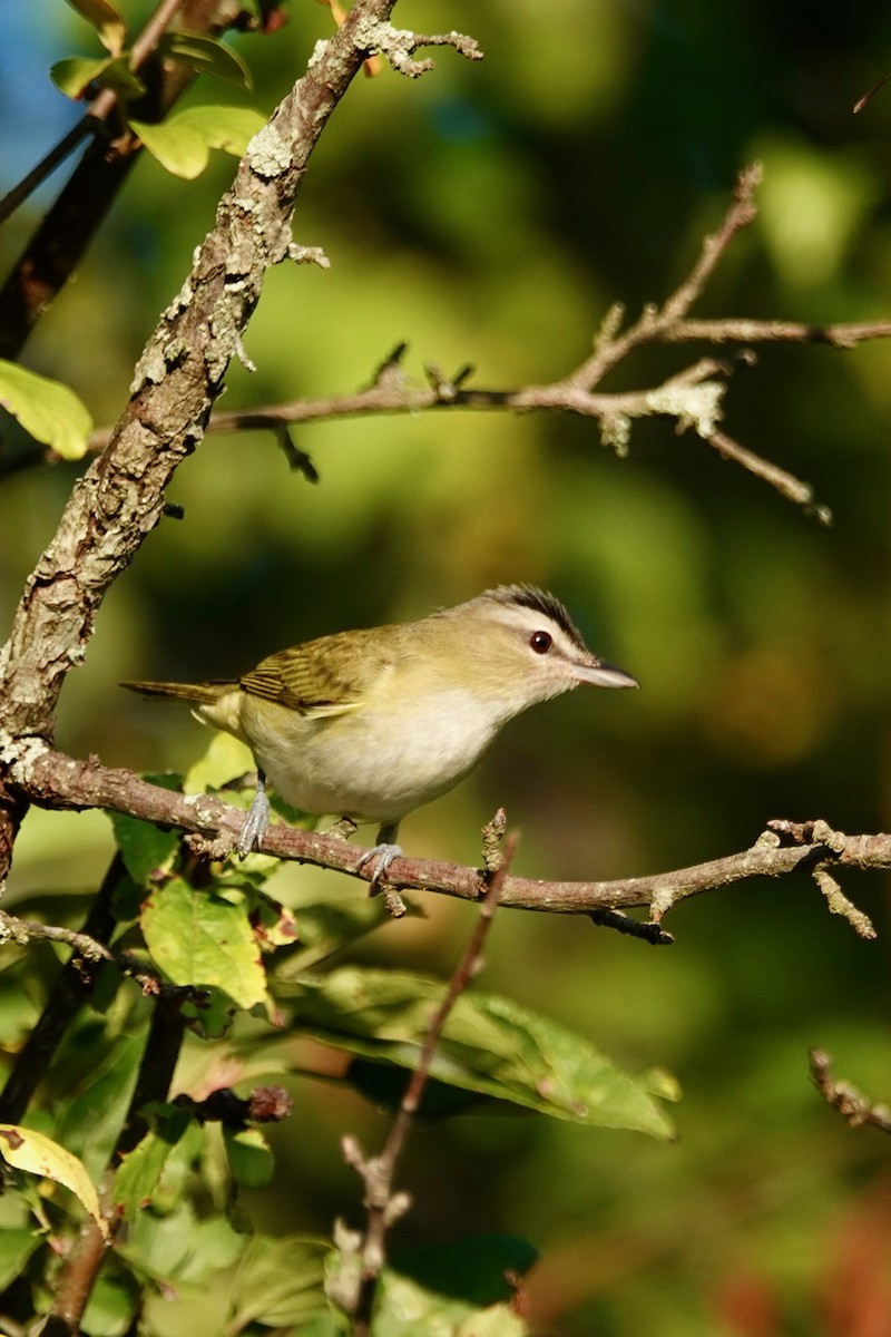 Red-eyed Vireo - ML641380881