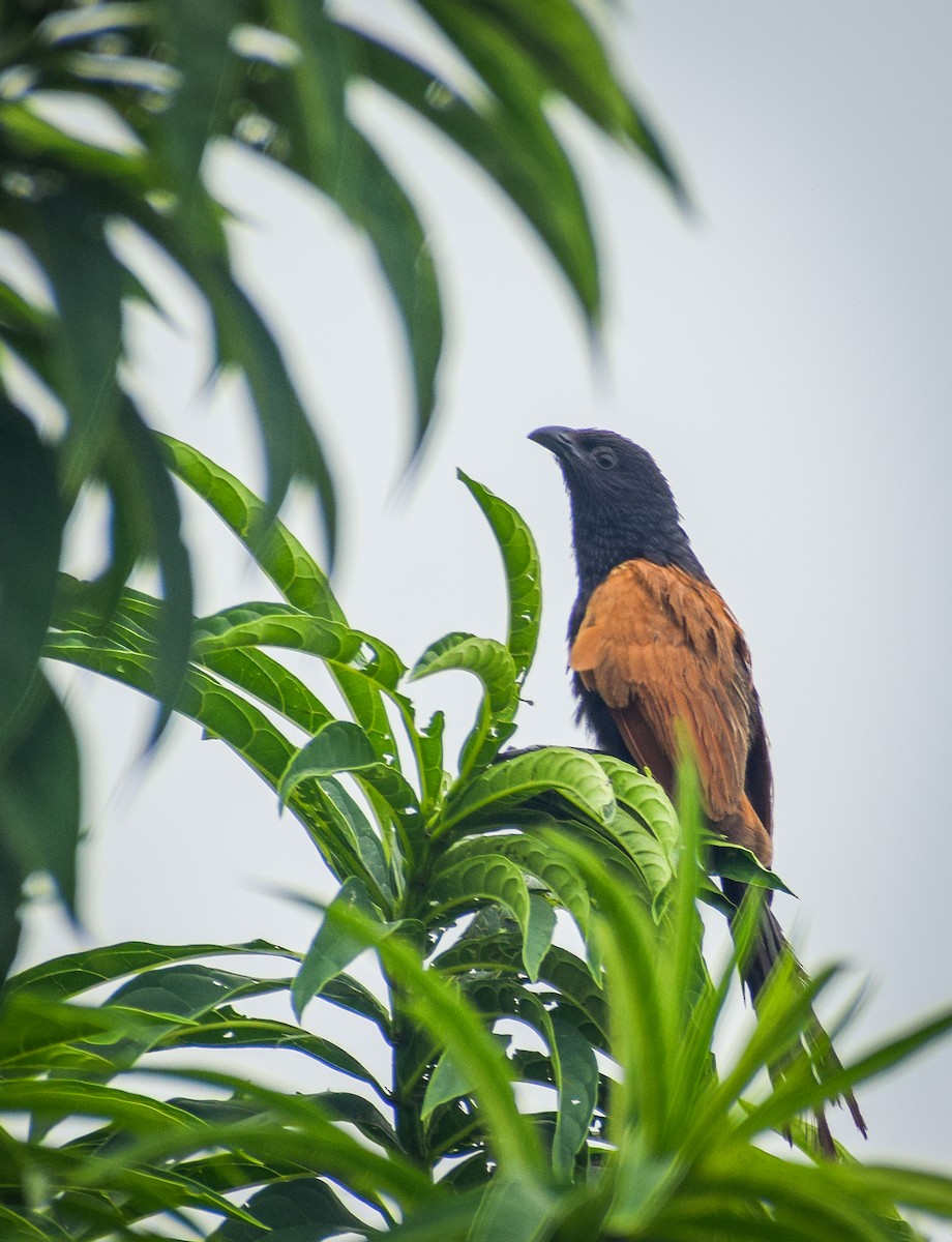 Coucal rufin - ML641380887