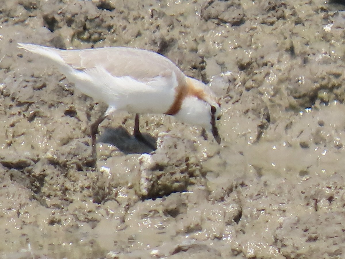 Chestnut-banded Plover - ML641380900