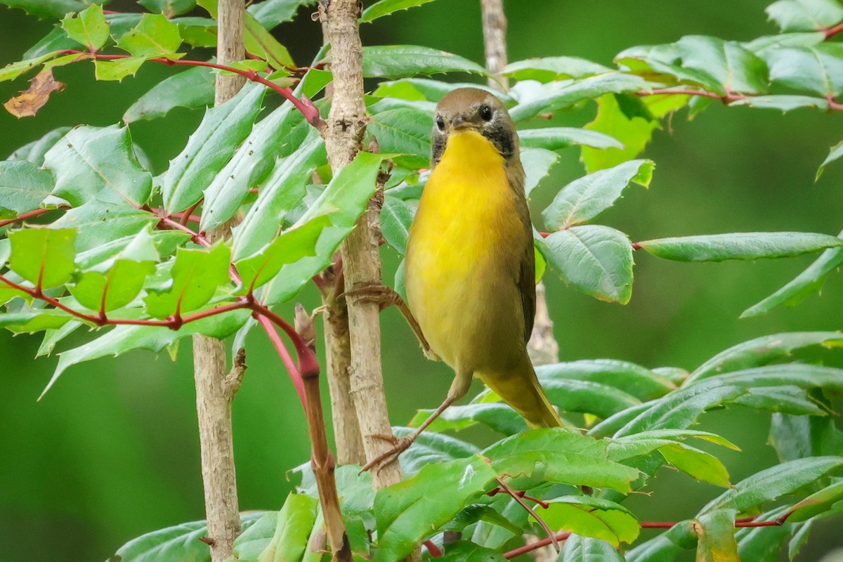 Common Yellowthroat - ML641380933