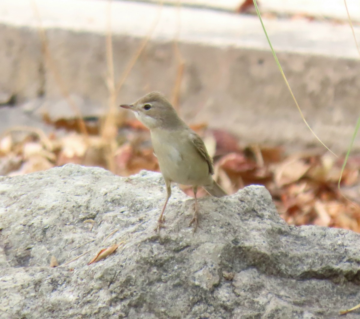Greater Whitethroat - ML641380958