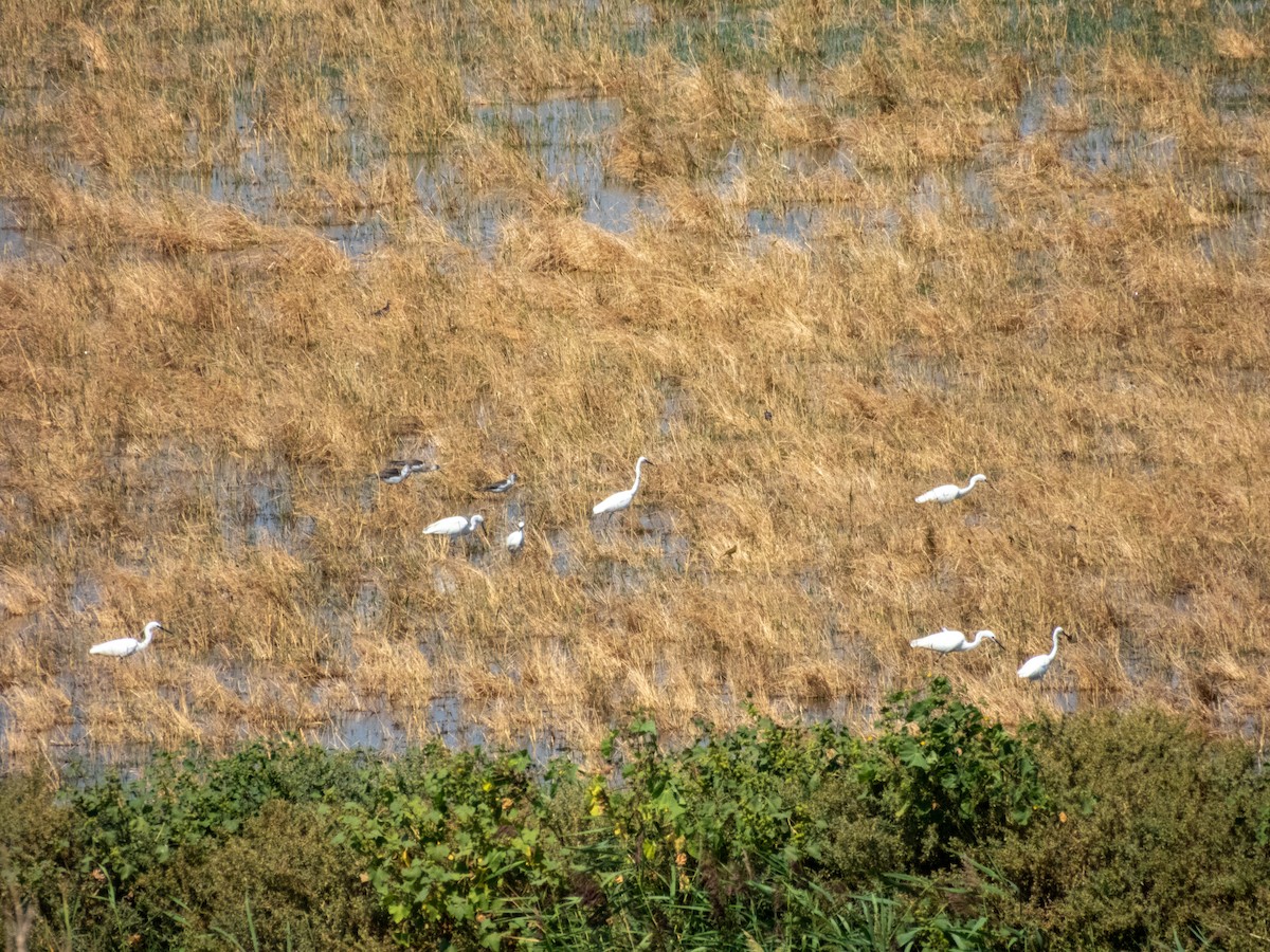 Black-winged Stilt - ML641380989