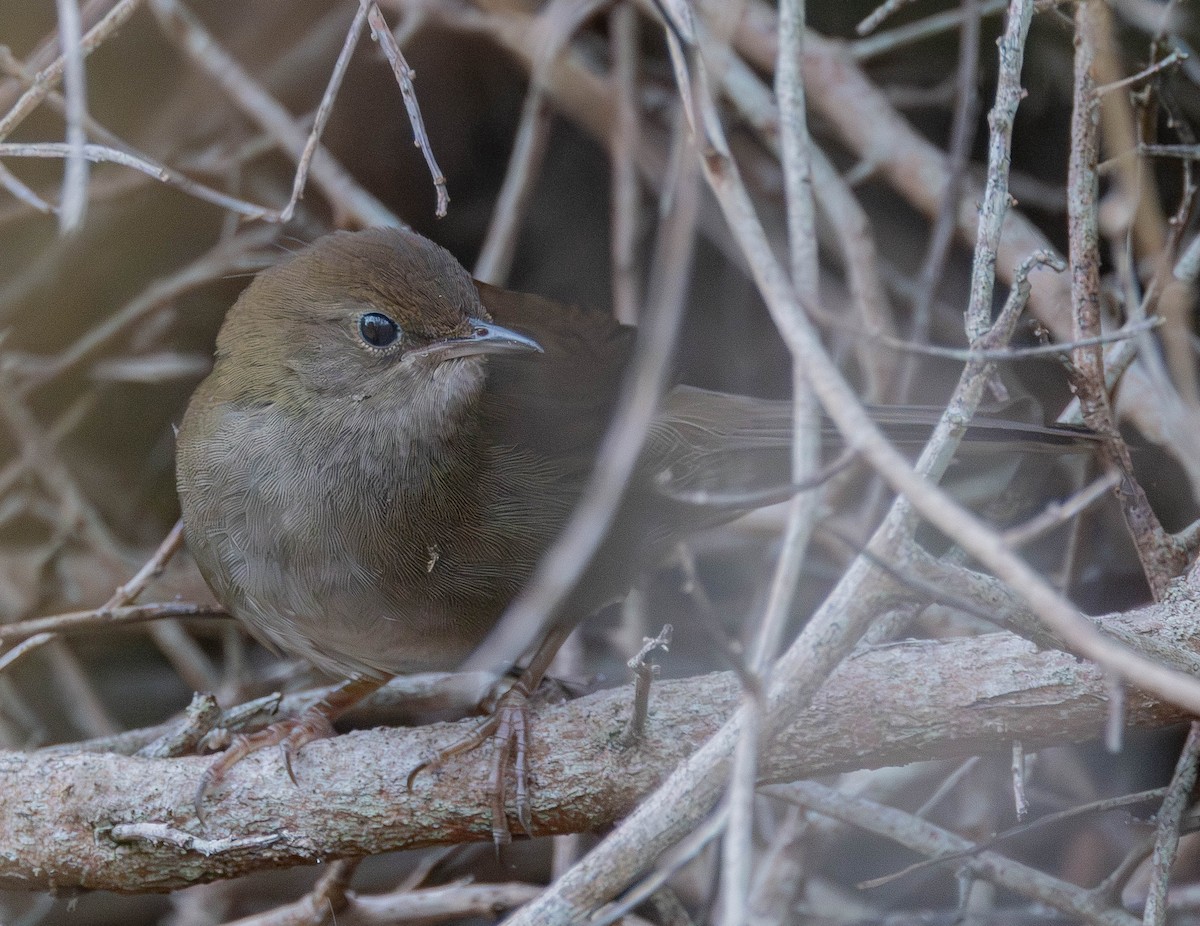 Mégalure de Knysna - ML641380997