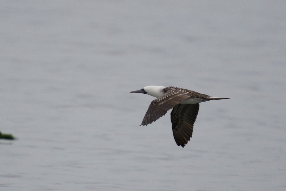 Peruvian Booby - ML641381004