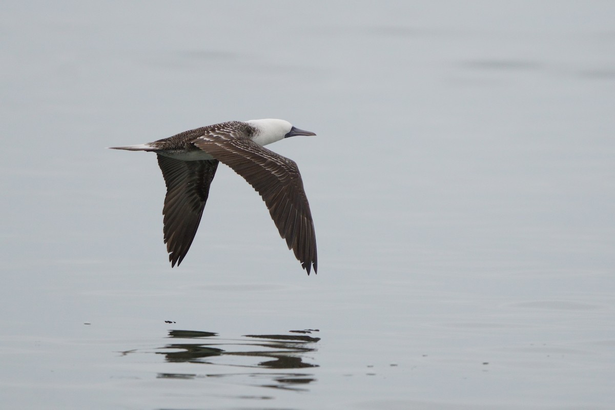 Peruvian Booby - ML641381005