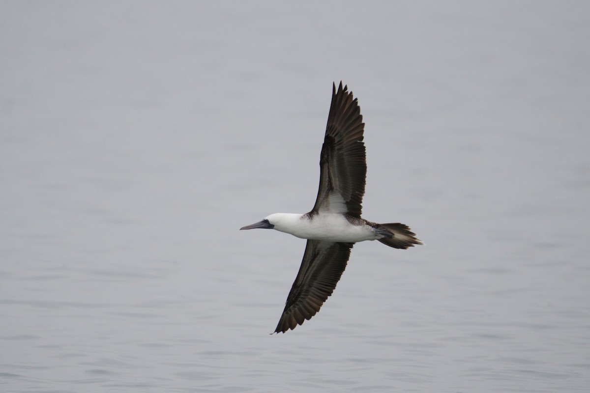 Peruvian Booby - ML641381006