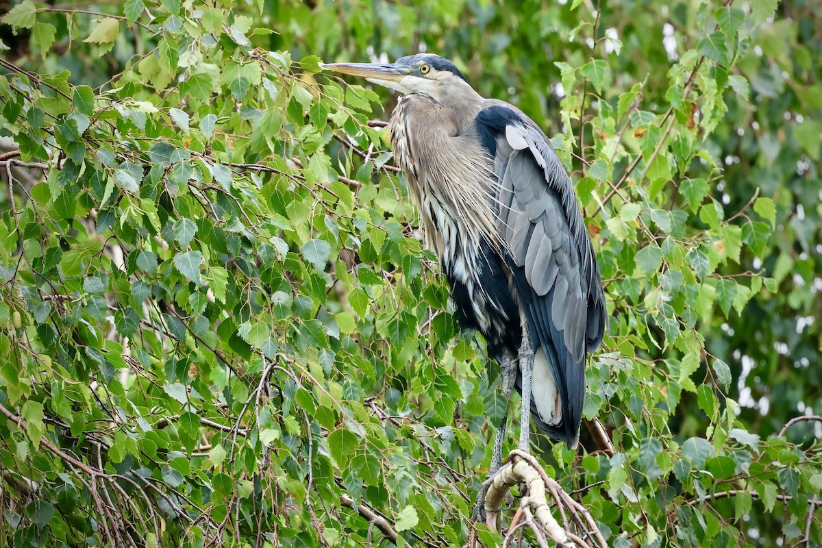 Great Blue Heron - ML641381019