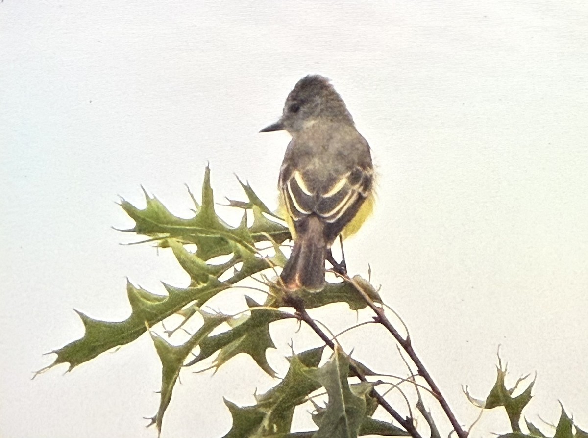 Copetón Viajero - ML641381038