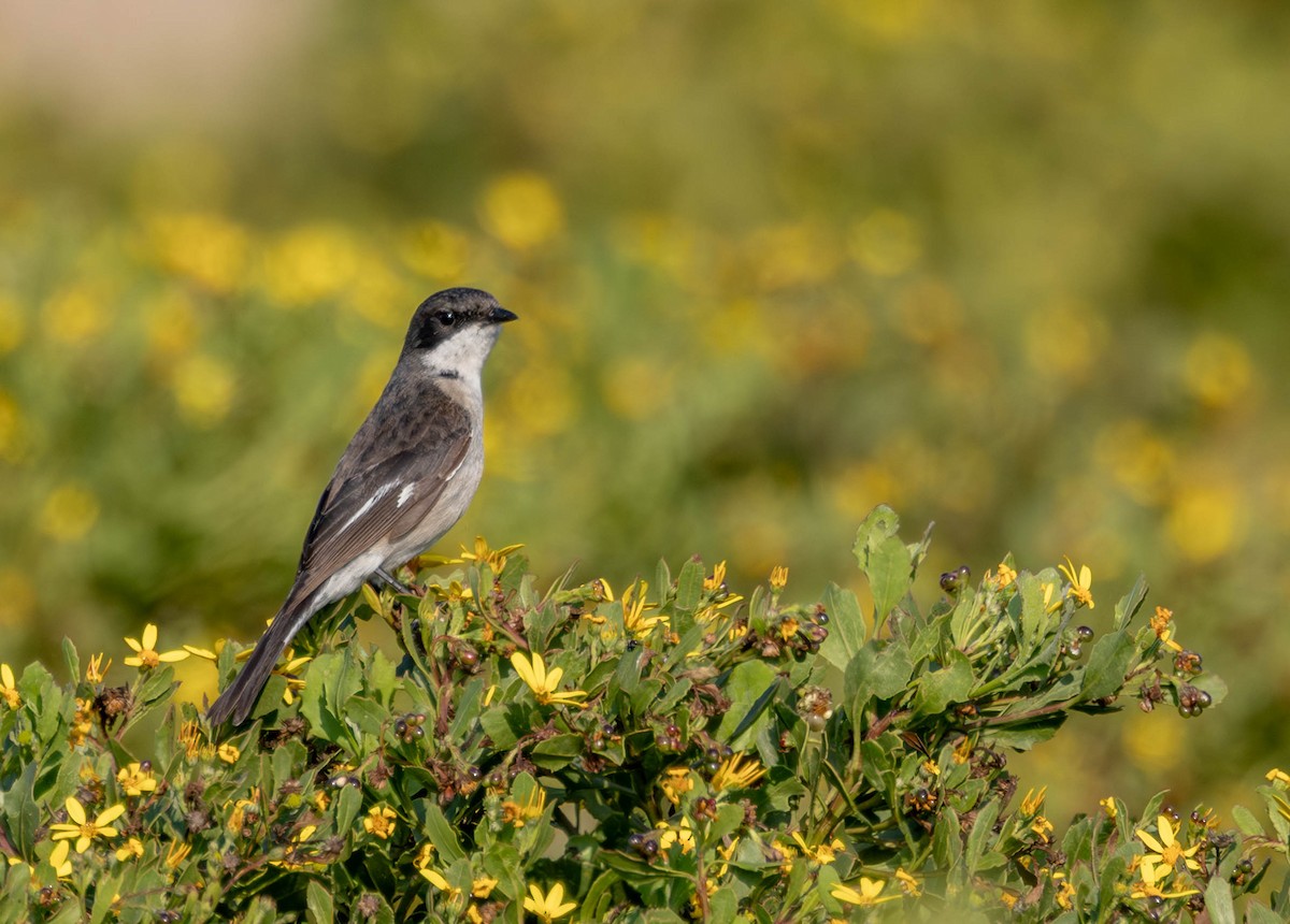 Fiscal Flycatcher - ML641381046