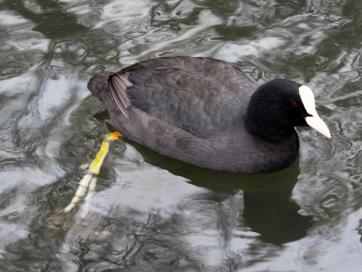 Eurasian Coot - ML641381058