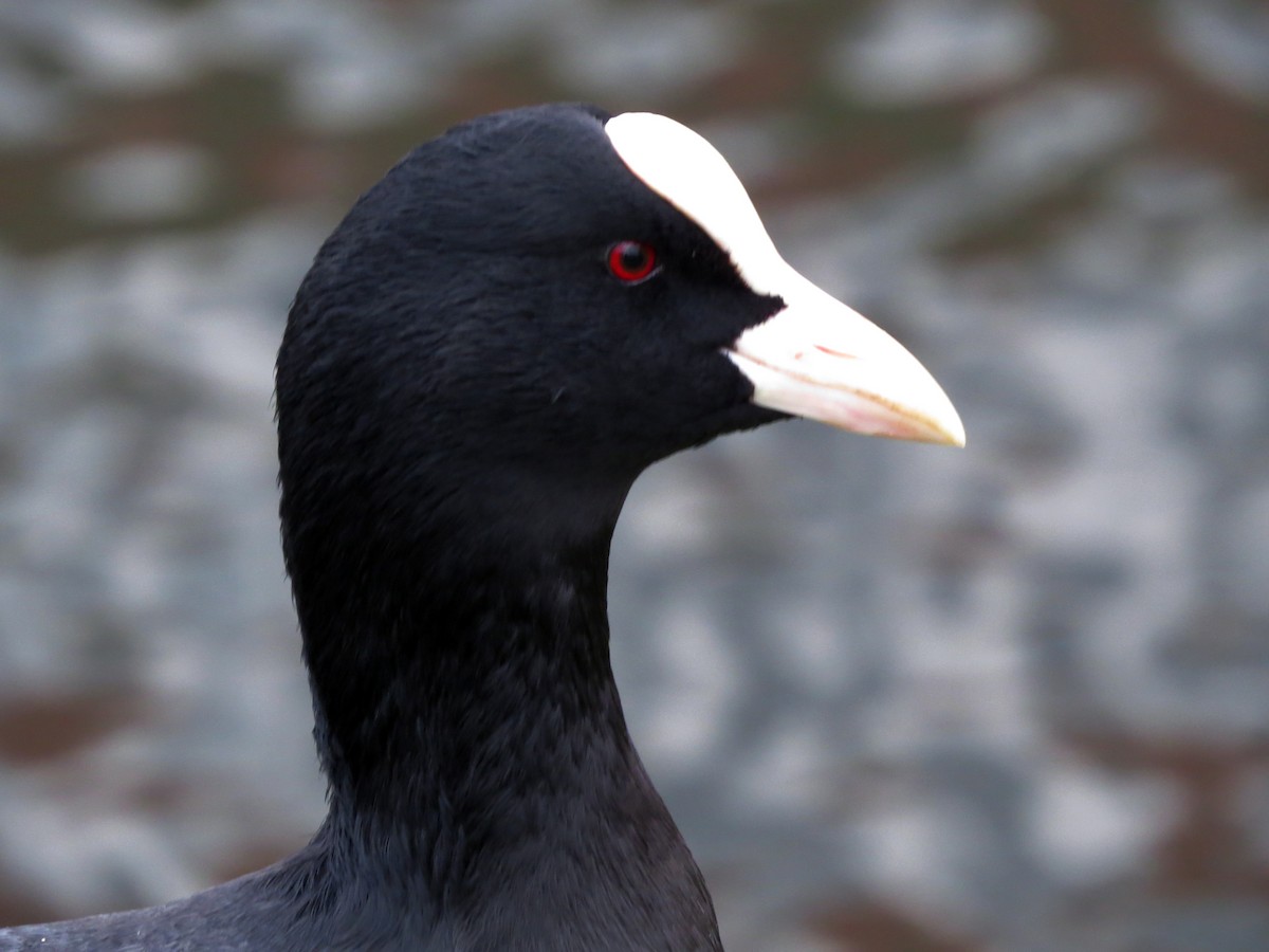 Eurasian Coot - ML641381062