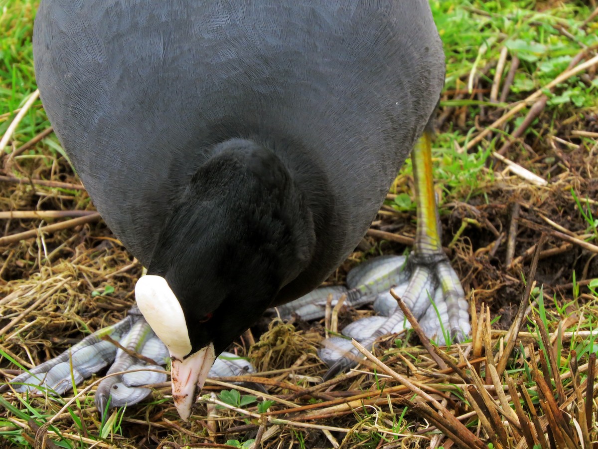 Eurasian Coot - ML641381063