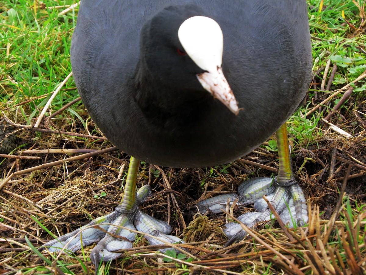 Eurasian Coot - ML641381064