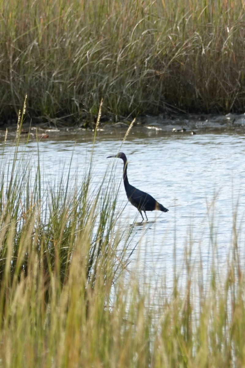 Little Blue Heron - ML641381070