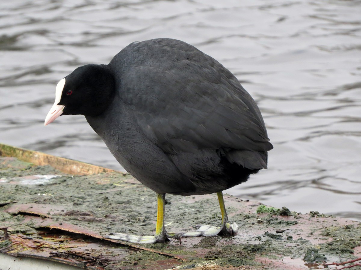 Eurasian Coot - ML641381072