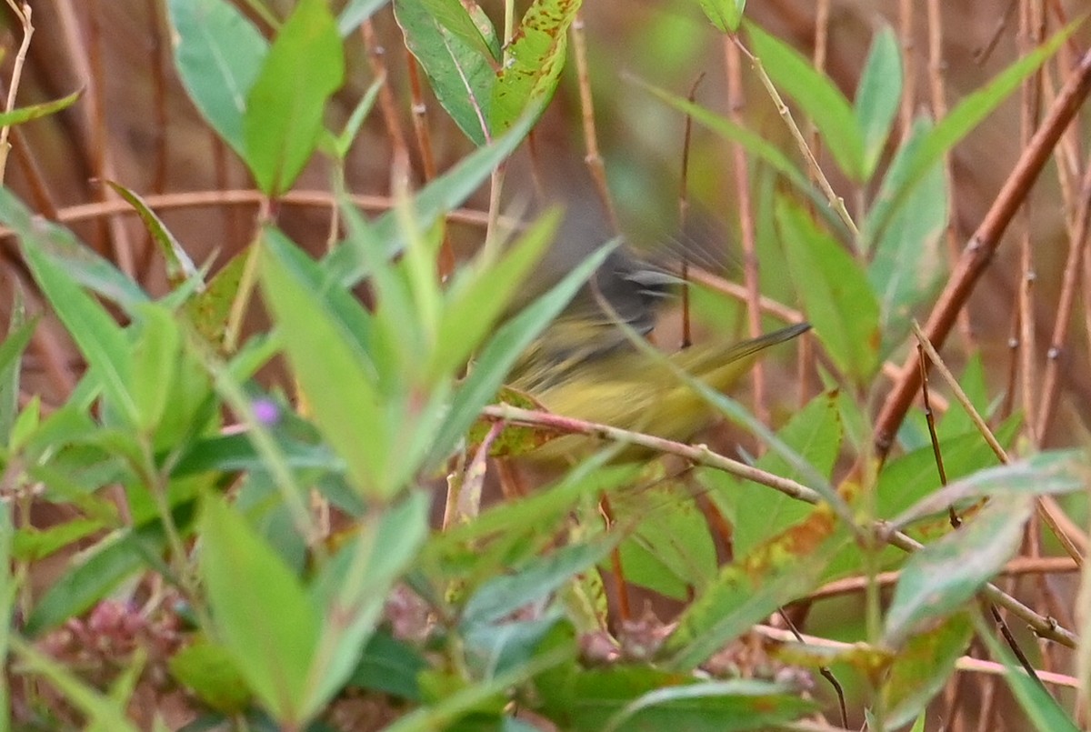 Parulidae sp. - ML641381079