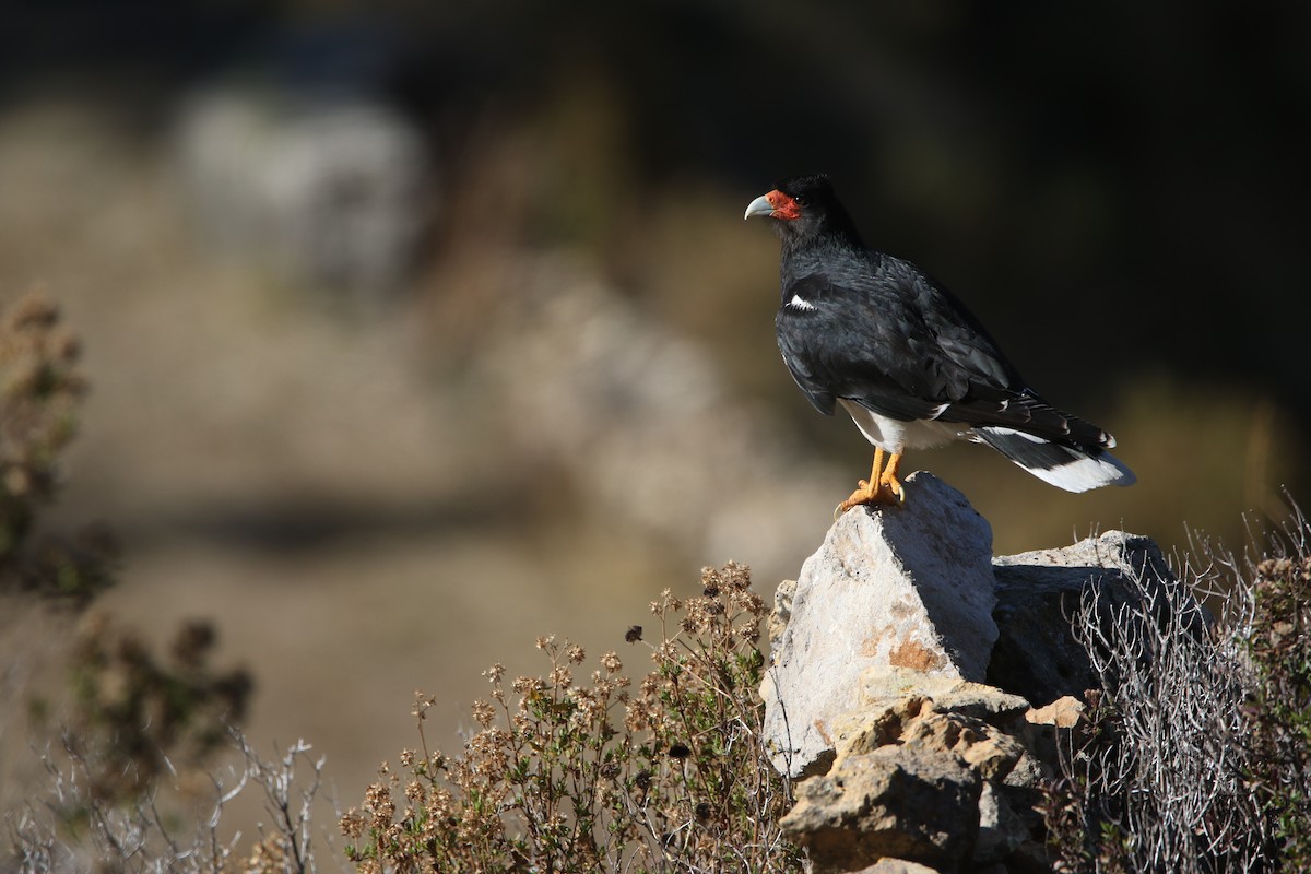 Mountain Caracara - ML641381080