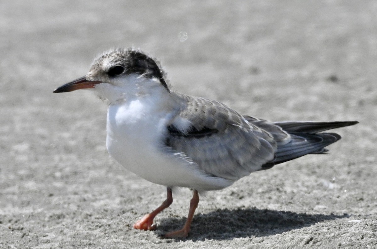 Sterne pierregarin - ML641381081