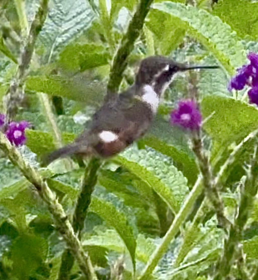 Magenta-throated Woodstar - ML641381101