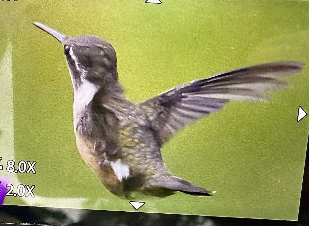 Magenta-throated Woodstar - ML641381102