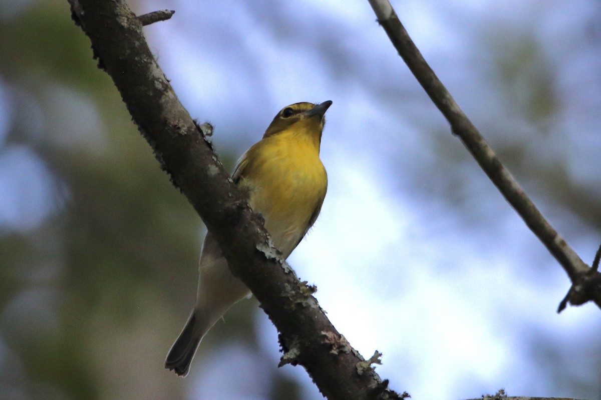 Yellow-throated Vireo - ML641381204
