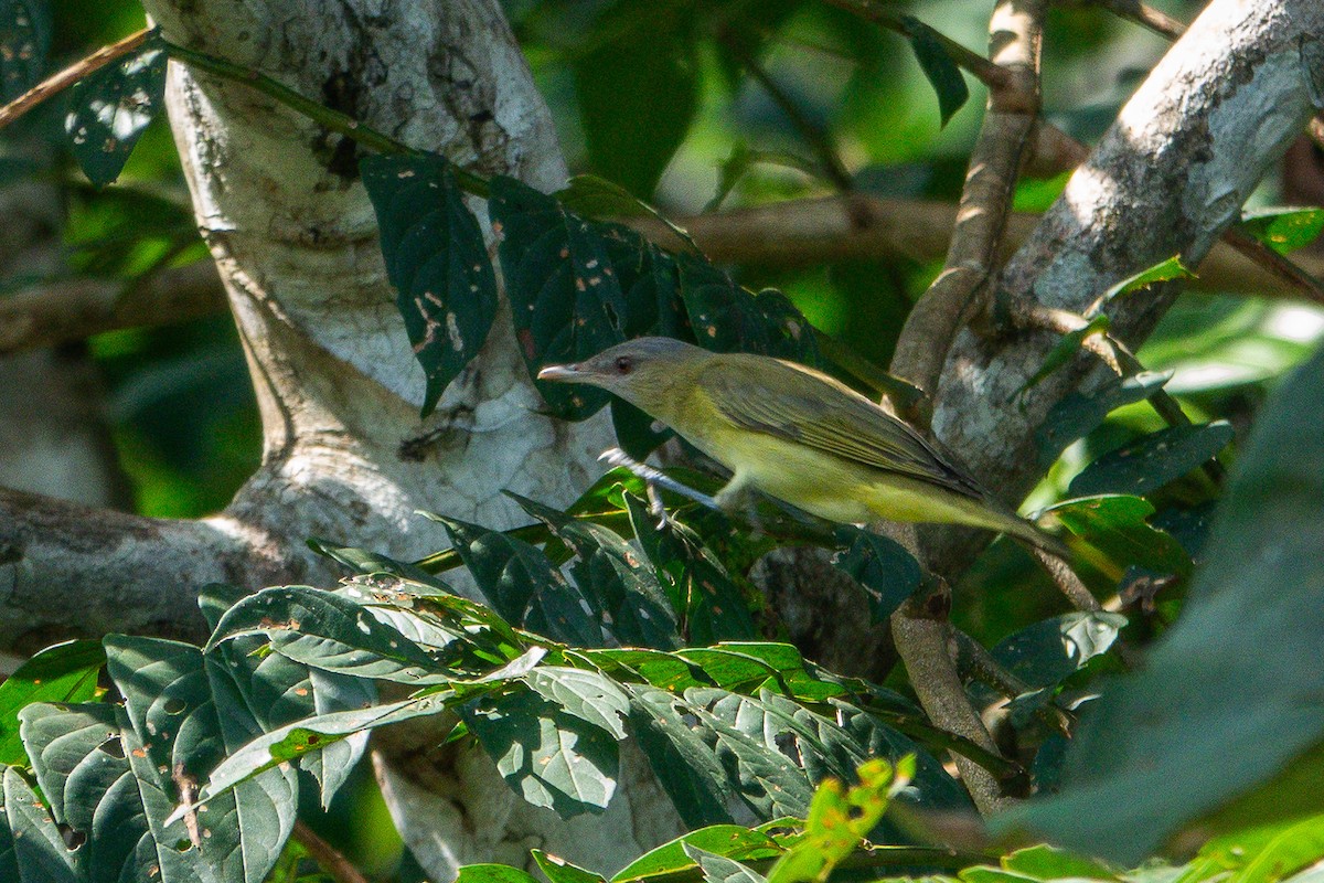 Yellow-green Vireo - ML641381239
