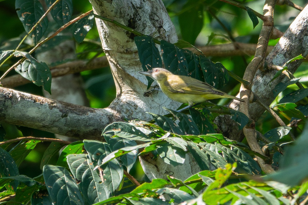 Yellow-green Vireo - ML641381241