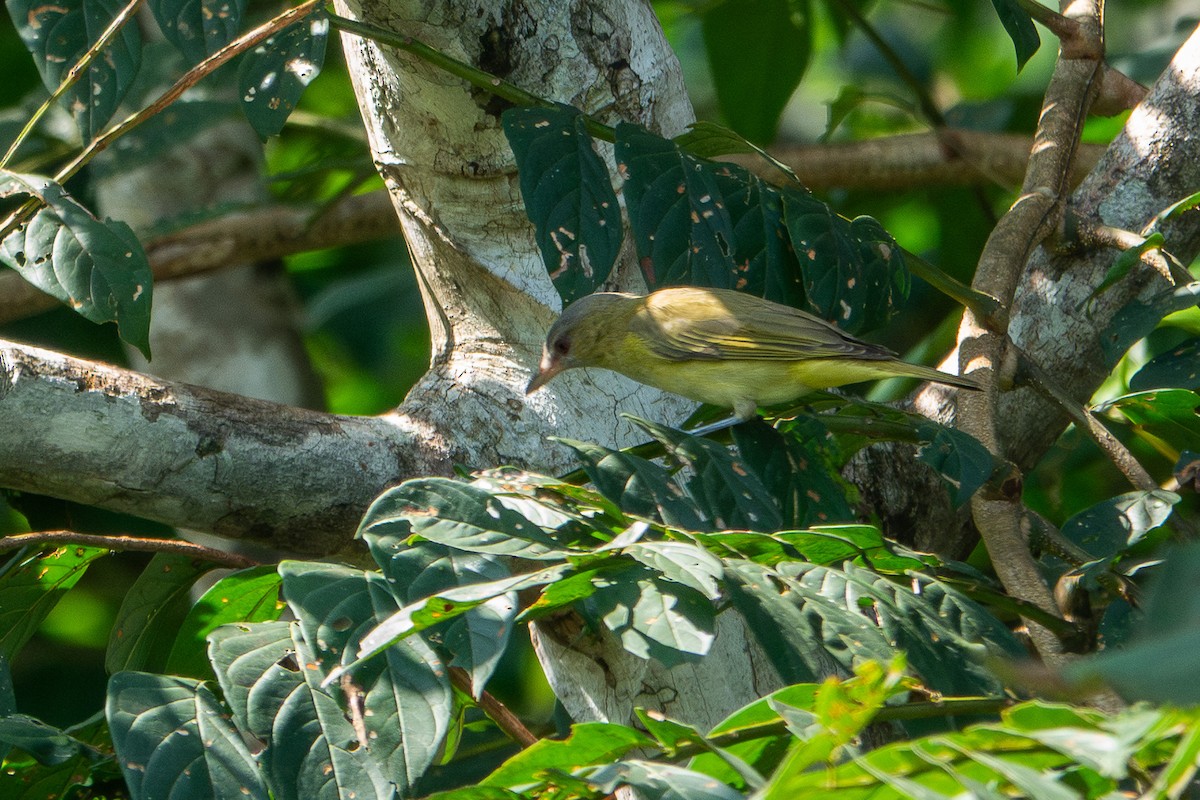 Yellow-green Vireo - ML641381242