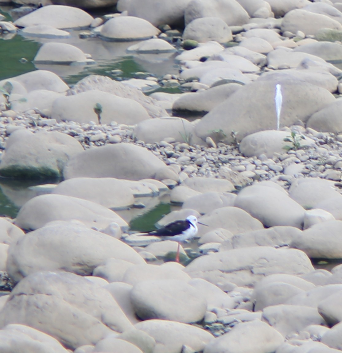 Black-winged Stilt - ML641381264