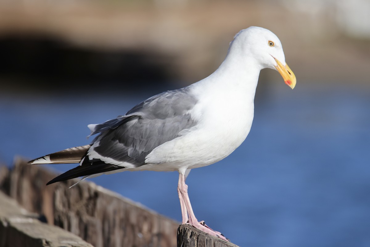 Western Gull - ML641381286