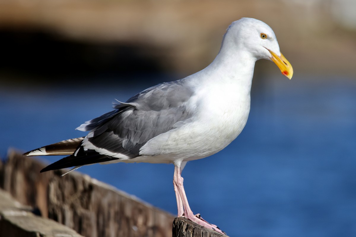 Western Gull - ML641381287