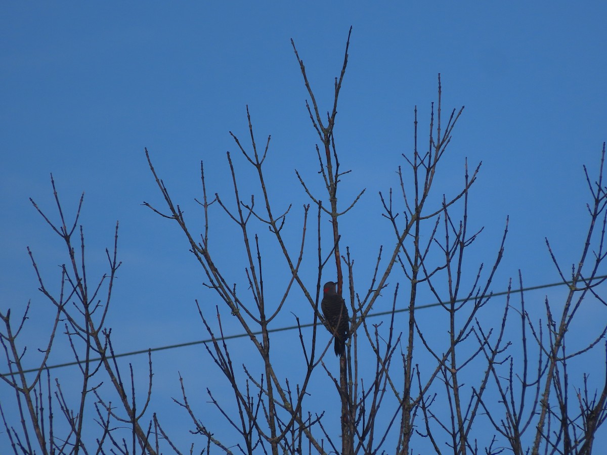 Northern Flicker (Yellow-shafted) - ML641381295