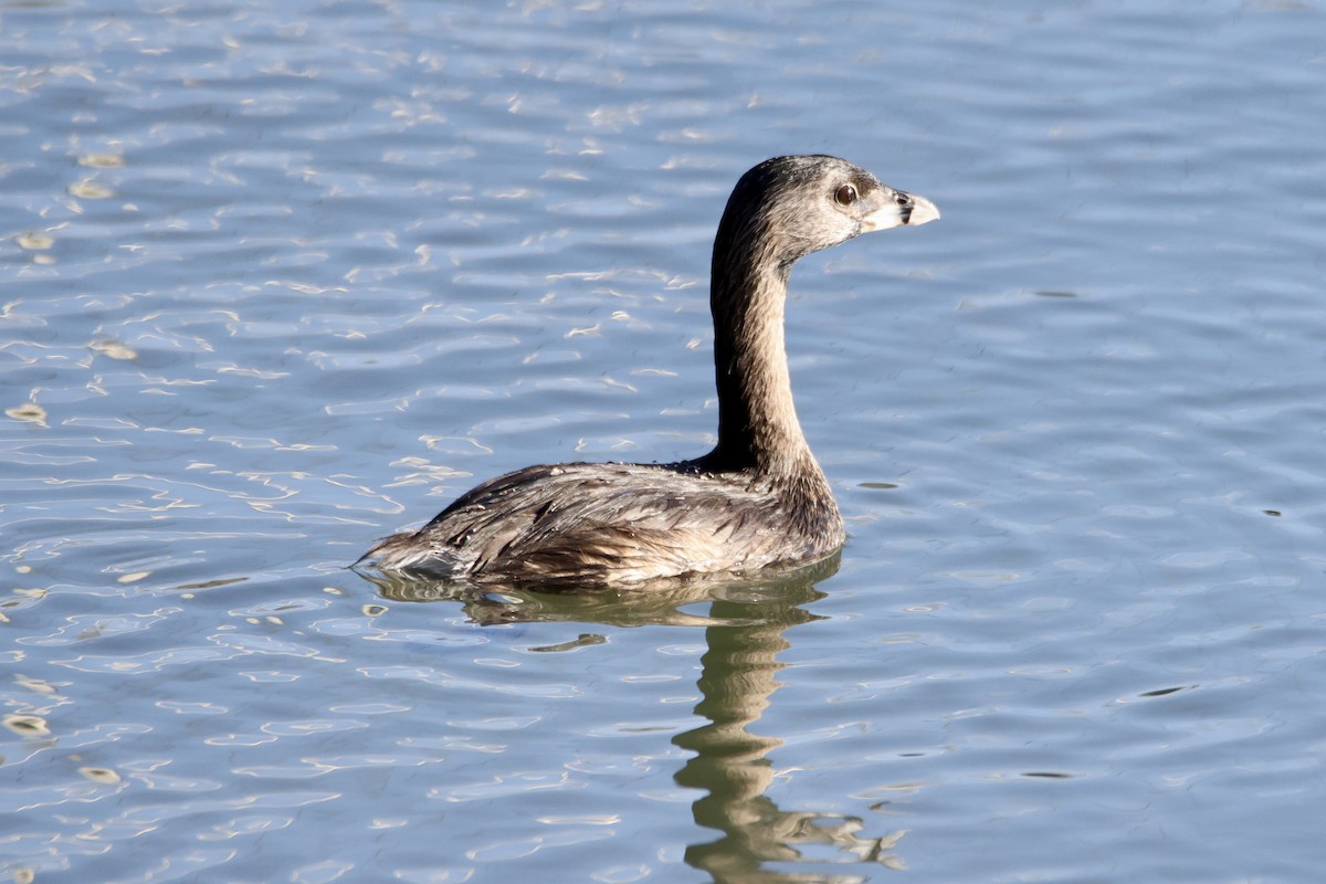Pied-billed Grebe - ML641381304