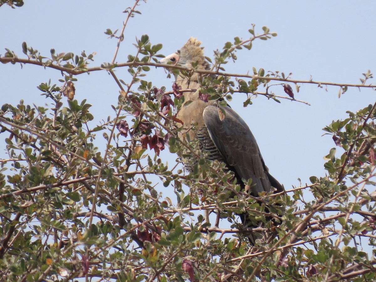African Harrier-Hawk - ML641381317