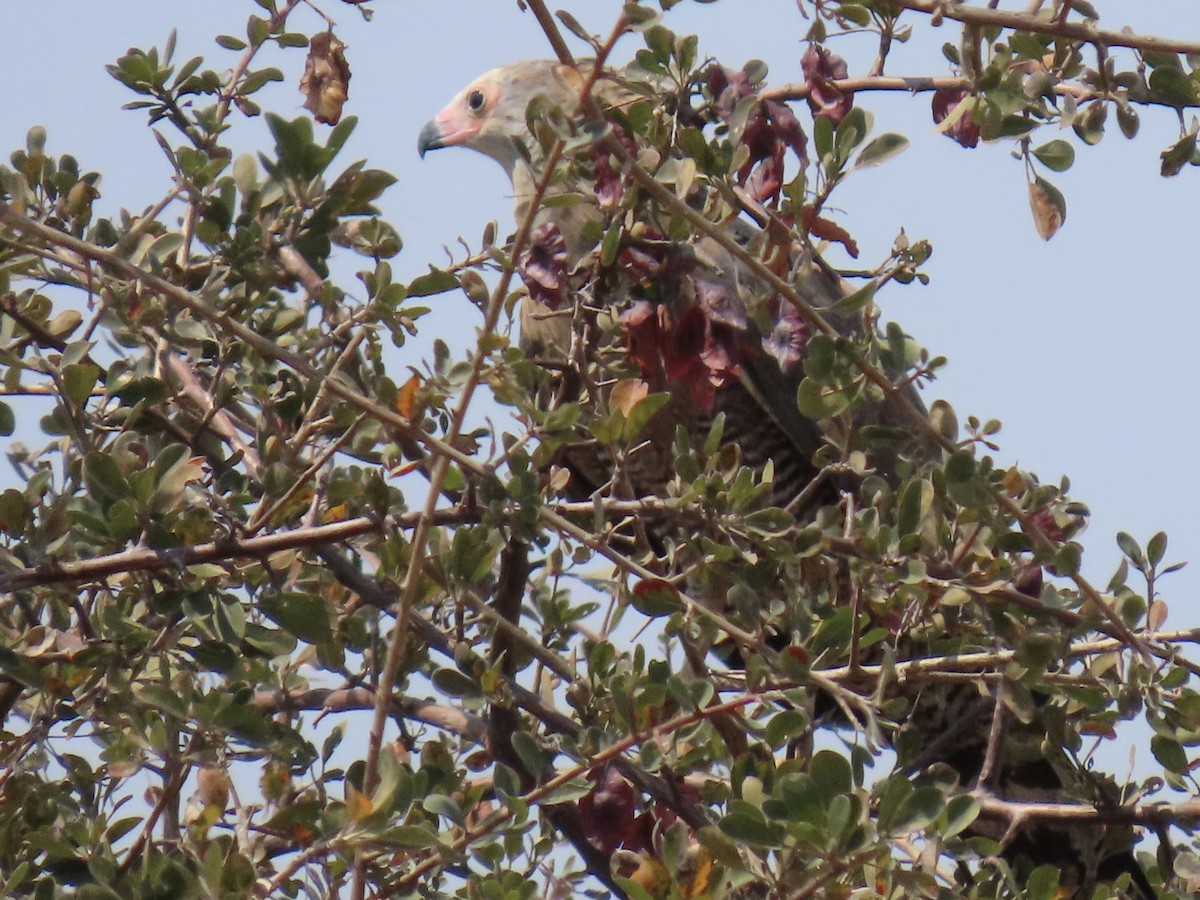 African Harrier-Hawk - ML641381321