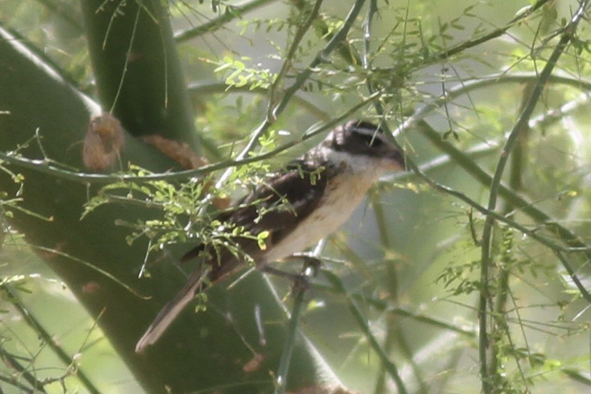 Black-headed Grosbeak - Dan Maxwell