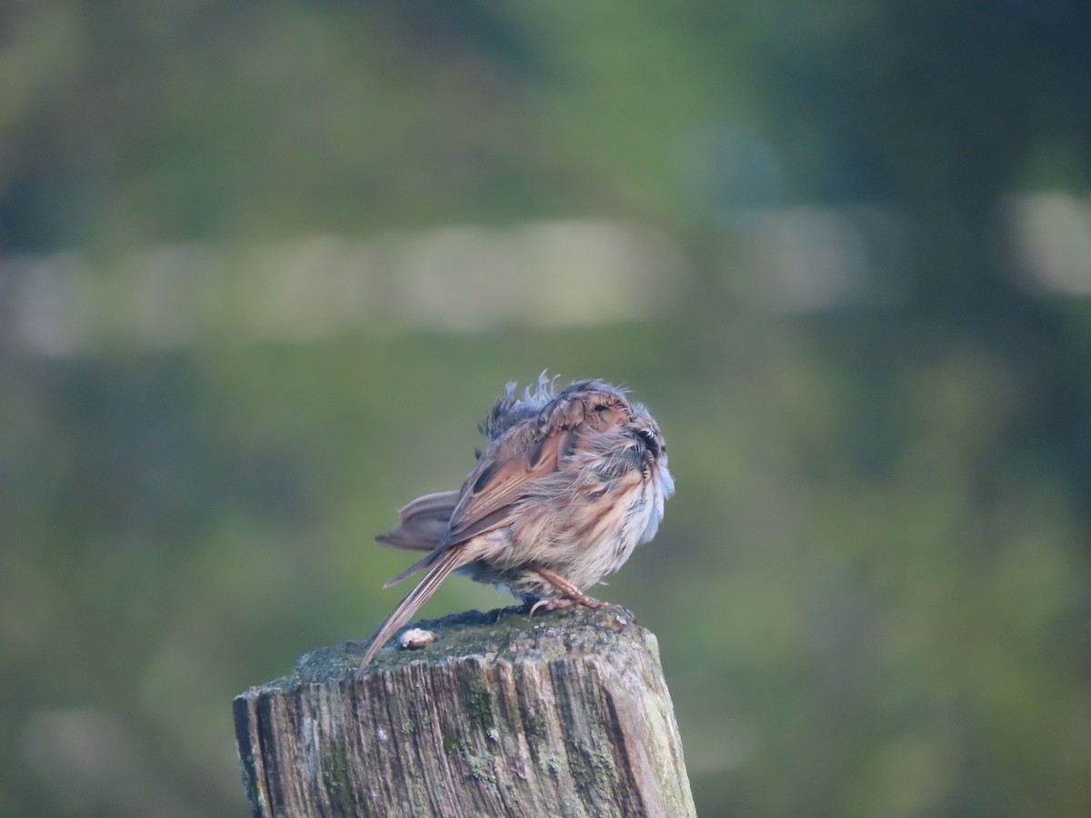 Song Sparrow - ML641381345