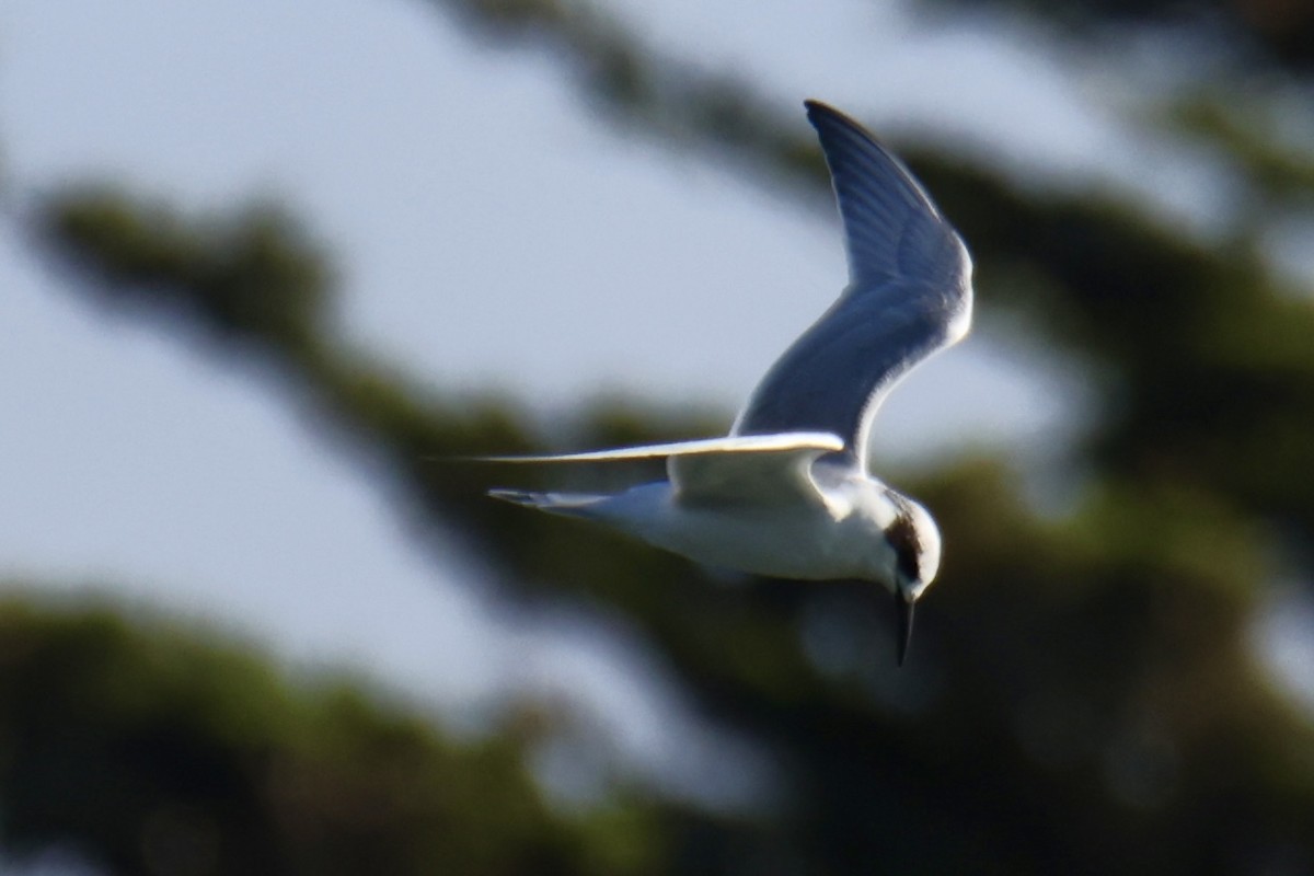 Forster's Tern - ML641381380