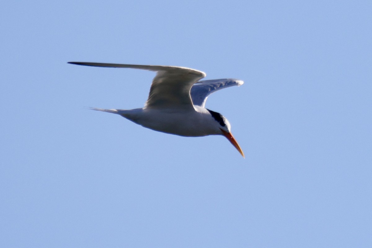 Elegant Tern - ML641381381