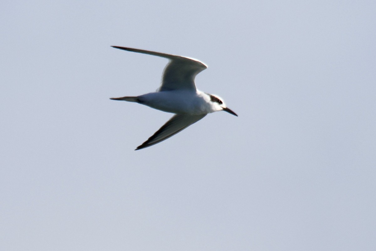 Forster's Tern - ML641381382