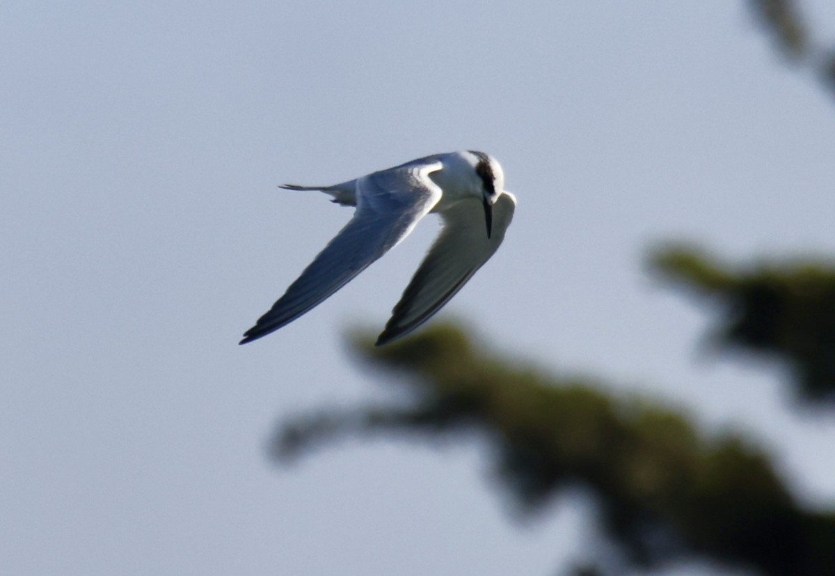 Forster's Tern - ML641381383