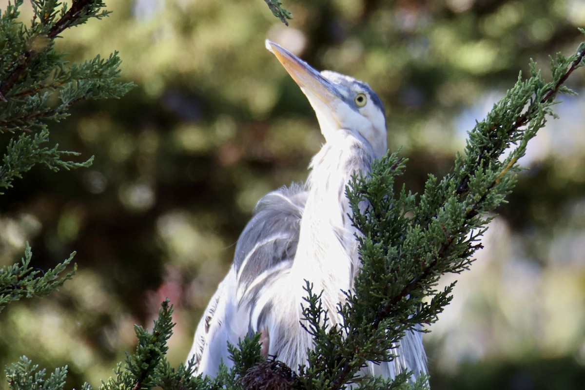 Great Blue Heron - ML641381394