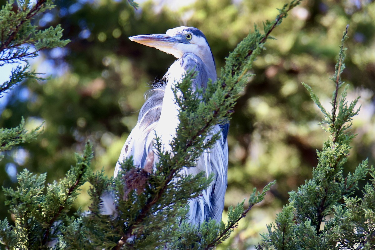 Great Blue Heron - ML641381395