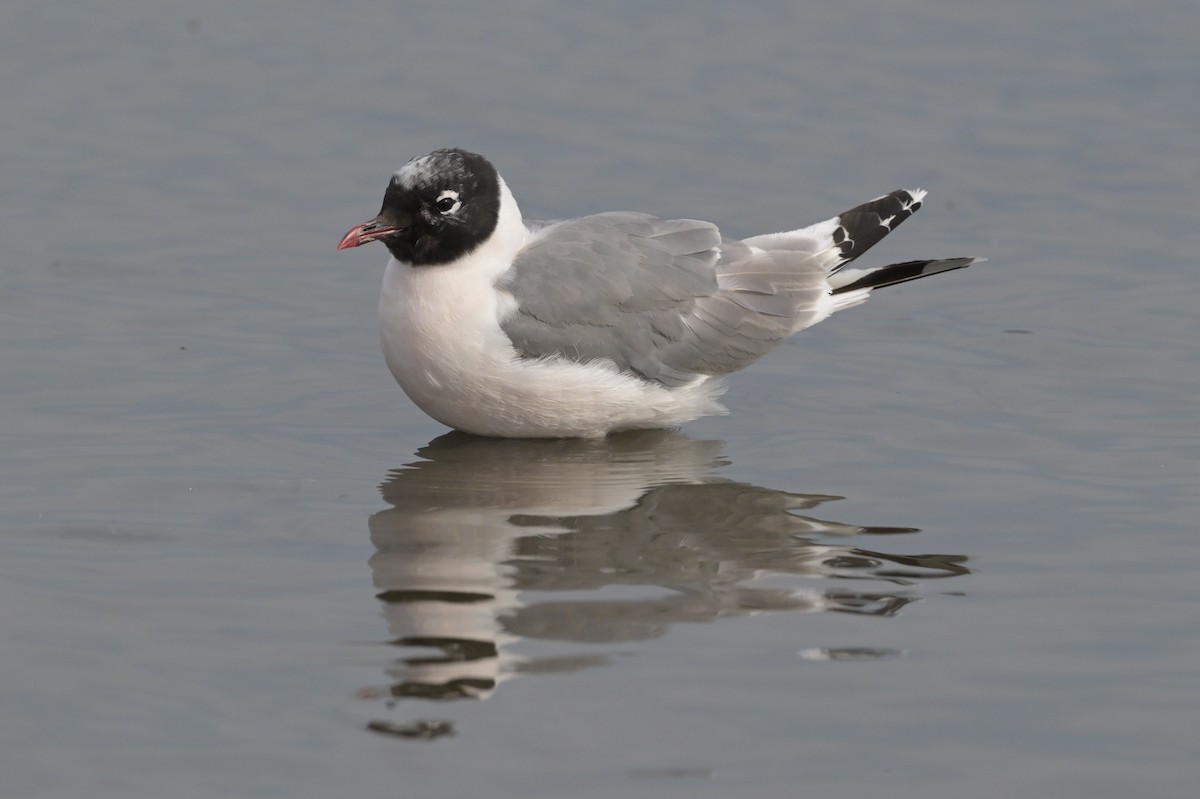 Mouette de Franklin - ML641381427