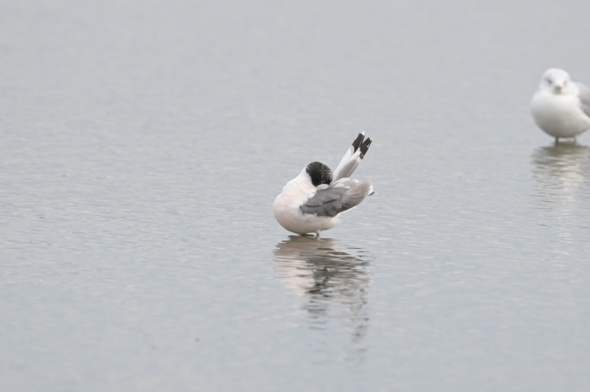 Mouette de Franklin - ML641381434