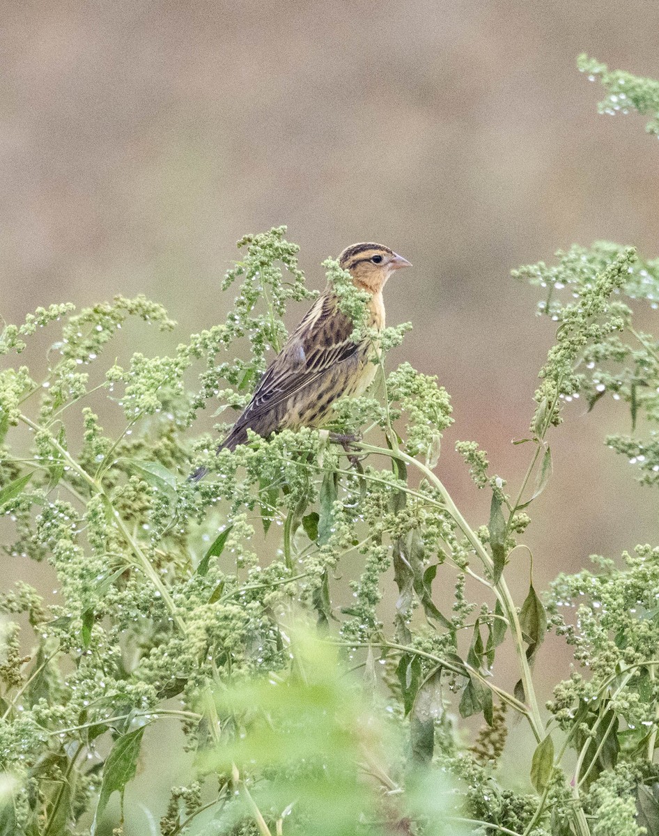 Bobolink - ML641381435