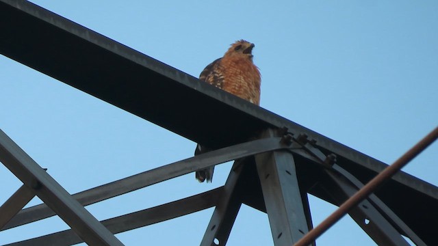 Red-shouldered Hawk (lineatus Group) - ML641381445